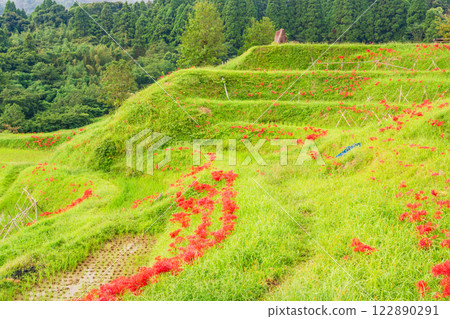 [千葉縣] Oyama Senmaida開花 122890291
