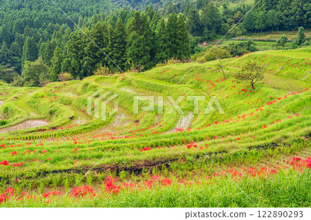 [Chiba Prefecture] Oyama Senmaida blooms 122890293