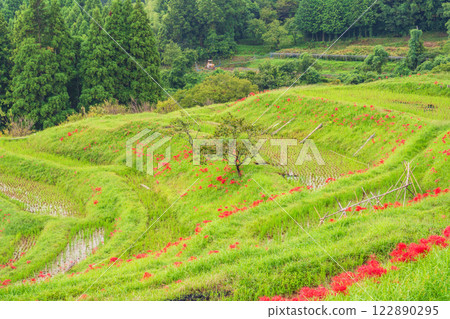[Chiba Prefecture] Oyama Senmaida blooms 122890295