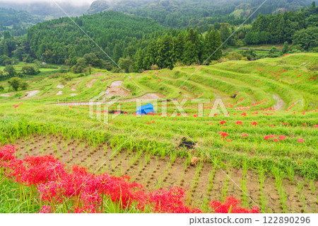 [千葉縣] Oyama Senmaida開花 122890296
