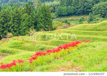 [千葉縣] Oyama Senmaida開花 122890297