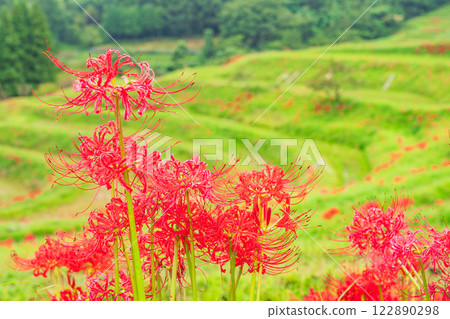 [千葉縣] Oyama Senmaida開花 122890298