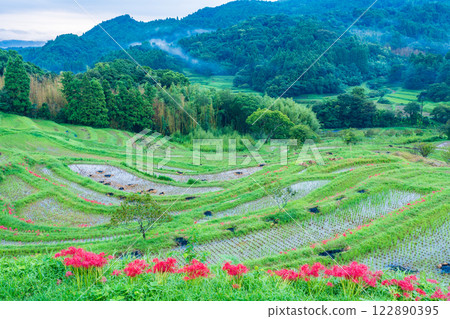 [Chiba Prefecture] Oyama Senmaida blooms 122890395