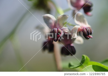 Spring akebi flowers 122890785