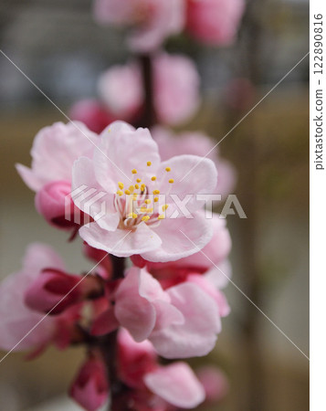 Spring apricot flowers 122890816