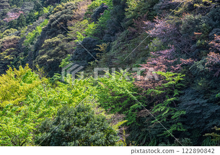 新綠與山櫻花林：近海阿爾卑斯山的神明居住之山屋久島 122890842