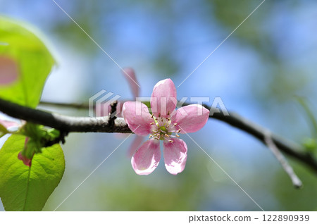 Spring quince flowers 122890939