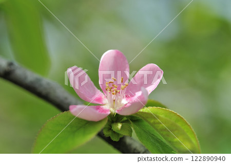 Spring quince flowers Spring quince flowers 122890940