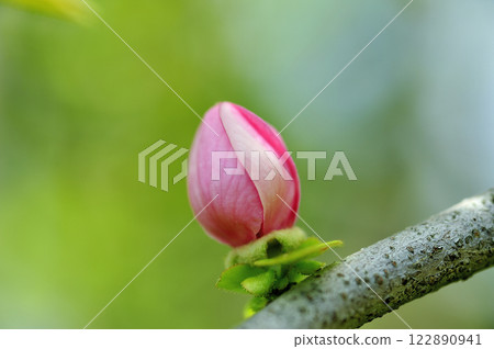 春天的木瓜花 春天的木瓜花 122890941