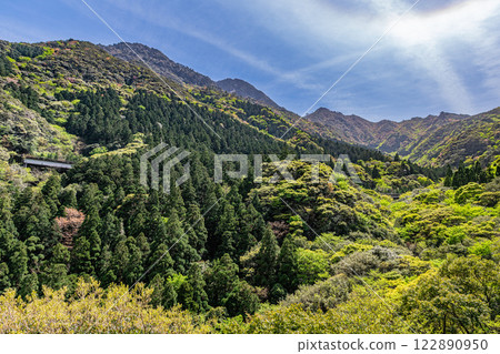 Fresh greenery and a forest of mountain cherry blossoms: Yakushima, a mountain where the gods reside, in the Offshore Alps 122890950