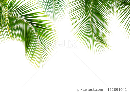 Coconut palm leaves isolated on white background 122891041
