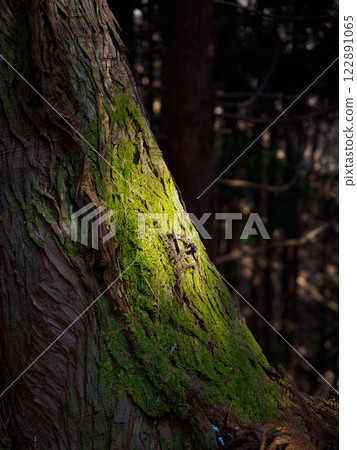 Light on the moss of the trees 122891065