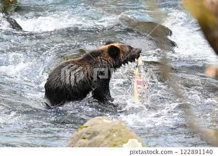 北海道知床半島的一條河裡,一隻小棕熊正在捕捉鮭魚 北海道知床半島的一條河裡,一隻小棕熊正在捕捉鮭魚 122891140