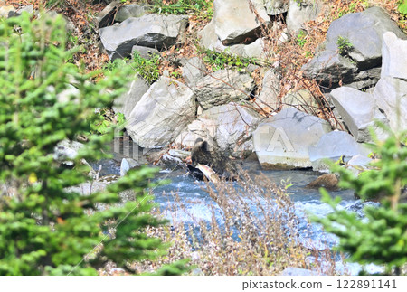 北海道知床半島的一條河裡，一隻小棕熊正在捕捉鮭魚 122891141