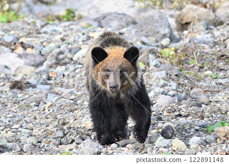 A brown bear walking along a riverbank on the Shiretoko Peninsula, Hokkaido 122891148
