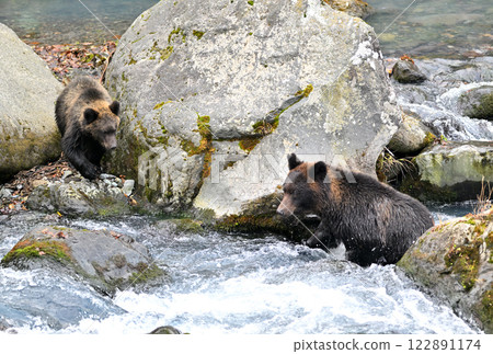 在北海道知床半島的山間溪流中，一隻棕熊媽媽和它的孩子正在搜尋鮭魚 122891174