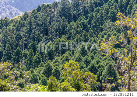 Yakushima, the Offshore Alps: A Forest of Fresh Green and a Mountain Where Gods Dwell 122891211