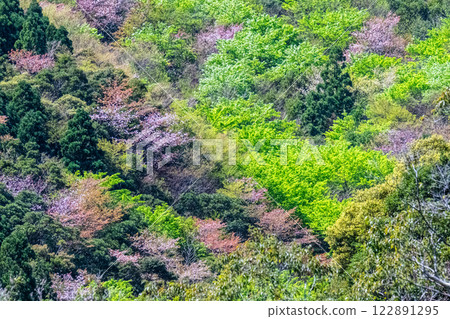新綠與山櫻花林：近海阿爾卑斯山的神明居住之山屋久島 122891295