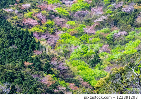 新綠與山櫻花林:近海阿爾卑斯山的神明居住之山屋久島 新綠與山櫻花林:近海阿爾卑斯山的神明居住之山屋久島 122891298