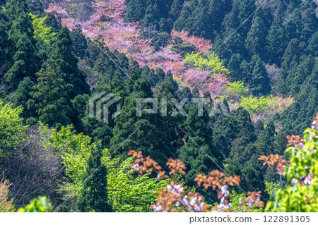 新綠與山櫻花林：近海阿爾卑斯山的神明居住之山屋久島 122891305