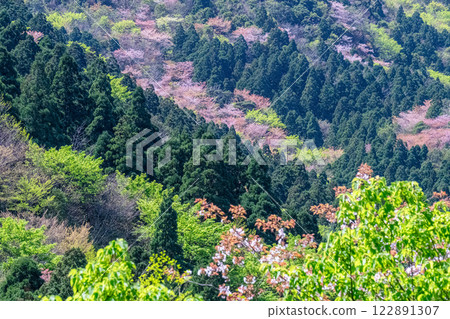 屋久島近海阿爾卑斯的春天（3月）～新綠的杉樹山與野櫻花盛開 122891307