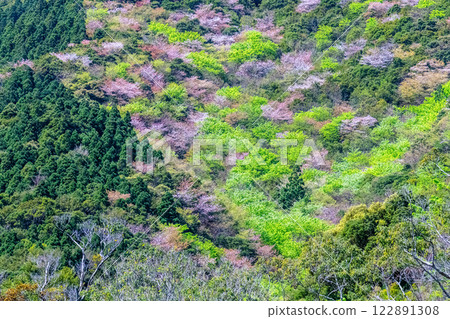 新綠與山櫻：近海阿爾卑斯山的神明居住之山屋久島 122891308