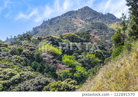 新綠與山櫻：近海阿爾卑斯山的神明居住之山屋久島 122891570
