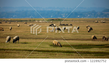 Sheep grazing on green meadows of Normandy in France Sheep grazing on green meadows of Normandy in France 122892752