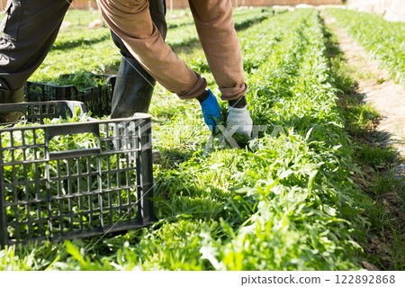 Rows of arugula in garden outdoor, hands of gardener Rows of arugula in garden outdoor, hands of gardener 122892868
