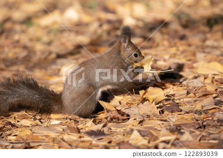 Hokkaido squirrel in the late autumn forest Hokkaido squirrel in the late autumn forest 122893039