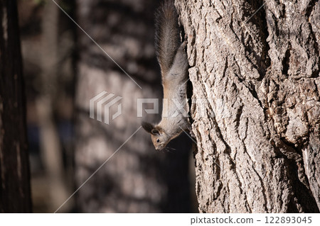 Hokkaido squirrel in the late autumn forest 122893045