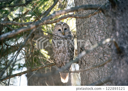 Forest Guardian Edition of the Ezo Owl Forest Guardian Edition of the Ezo Owl 122893121
