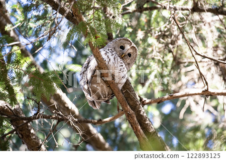 Forest Guardian Edition of the Ezo Owl 122893125