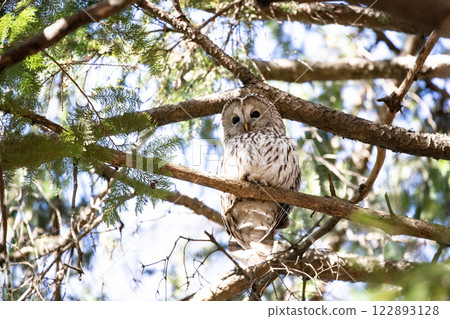 Forest Guardian Edition of the Ezo Owl 122893128