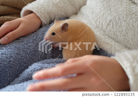 倉鼠和小學生一起玩耍 122893135