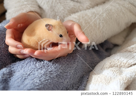 Hamster playing with elementary school students Hamster playing with elementary school students 122893145