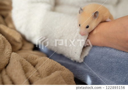 Hamster playing with elementary school students 122893156