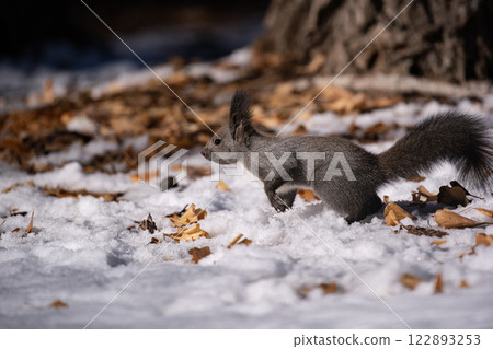 Hokkaido squirrel in early winter forest 122893253