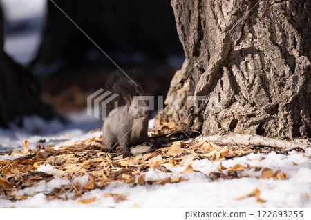 Hokkaido squirrel in early winter forest Hokkaido squirrel in early winter forest 122893255