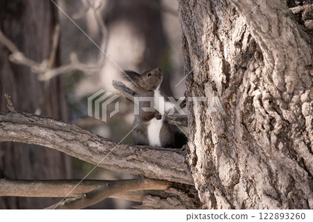 Hokkaido squirrel in early winter forest 122893260