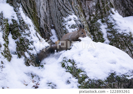 Hokkaido squirrel in early winter forest 122893261