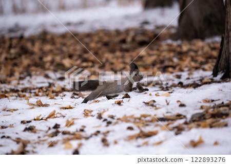 Hokkaido squirrel in early winter forest 122893276