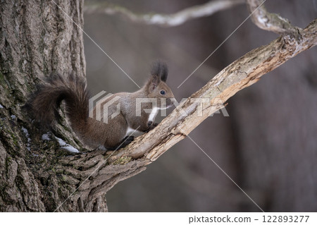 Hokkaido squirrel in early winter forest 122893277