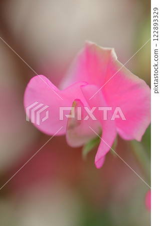 米蘭達香豌豆花 米蘭達香豌豆花 122893329