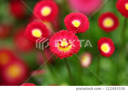 Early Pomponette Red Daisy Flower Early Pomponette Red Daisy Flower 122893330