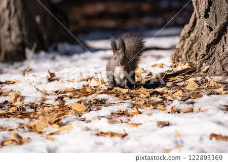 Hokkaido squirrel in early winter forest Hokkaido squirrel in early winter forest 122893369