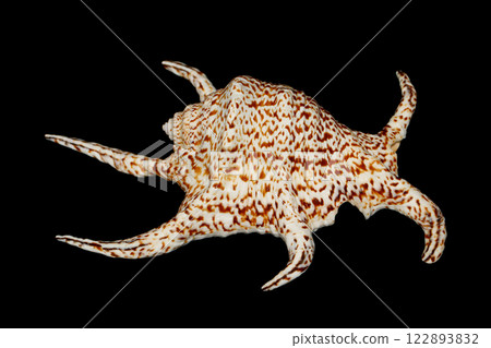 Chiragra Spider Conch (lateral view) Chiragra Spider Conch (lateral view) 122893832