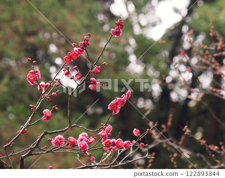 舊古川庭園內盛開的紅梅 122893844