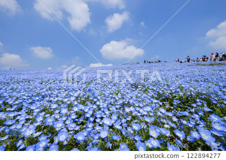 日立海濱公園的Nemophila 122894277