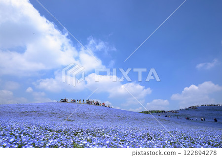 日立海濱公園的Nemophila 122894278